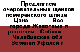 Предлагаем очаровательных щенков померанского шпица › Цена ­ 15 000 - Все города Животные и растения » Собаки   . Челябинская обл.,Верхний Уфалей г.